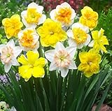 Mixed Narcissi Butterfly Mixture Daffodils - Assorted Colors Bulbs Perennial Size 12/14cm, Fall Planting (Butterfly Mixture Daffodils, 10, Mix Color)
