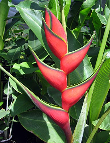Floriculture Greens IMP. Heliconia | Parrot Flower Bulbs Home Outdoor Gardening Flowering Bulbs planting (Pack of 5 Bihai Heliconia)
