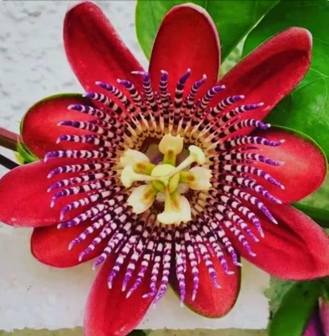 Image of Hidden Enterprise Most wonderful All Time 1Healthy Live Red passion flower PlantFor beautiful Home Garden Outdoor & Indoor Flower Plant.Pack Of 01.