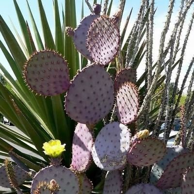 Graines de cactus Feigen violet (Opuntia violacea Santa Rita) Graines Paquet de 500 graines