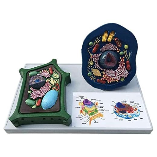 Animal and Plant Cells Teaching Model