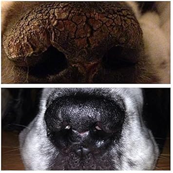 Amazon Snout Magic スナウト マジック 60g 100 天然 オーガニック犬用鼻クリーム 愛犬の乾燥して ひびが入った鼻のケアに Snout Magic ヘルスケア 通販