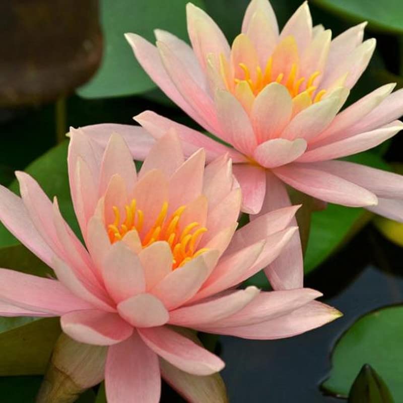 Chalily Colorado Water Lily