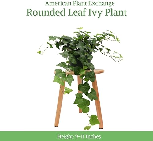 Miniatura 2 de AMERICAN PLANT EXCHANGE English Ivy Baltic Trailing Vine - Planta viva, maceta de 6 pulgadas, purificador de aire para interiores y exteriores