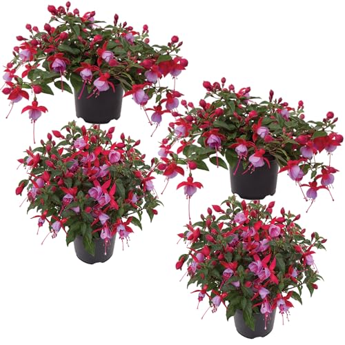 Fushia Planta de Jardín con Flores Pack de 4 Plantas Colgantes Impresionante y Naturales