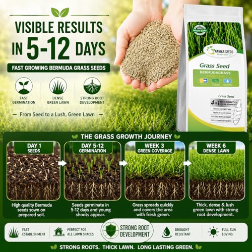 Image of American Bermuda Lawn Grass Seeds for Lawn, Turf, Cricket Ground, Stadium, Park, Farmhouse, Sports Field, Garden Grass, Fast Growing, Gardening Seeds | Free Growing Guide | (1 Kg Bermuda Grass Seeds)