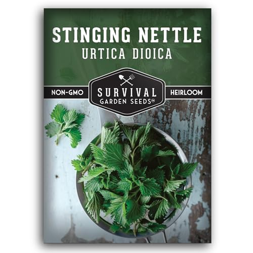 Stinging Nettle Seed for Planting - 1 Packet with Instructions to Plant and Grow Medicinal Herb Common Stinging Nettle in Your Home Herb Garden - Non-GMO Heirloom Variety - Survival Garden Seeds