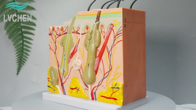 Image of Skin Anatomy Model - Skin Diagram Model Human Anatomy Skin Model Skin Structure 50X Magnification Model with Hair
