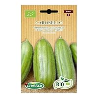 Graines BIO OGM Free