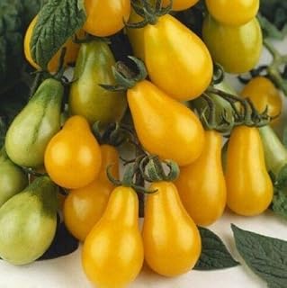 Seeds 50 pc/pacchetto Ricoverato d'urgenza nuovi impianti esterni Promozione Garden seme di pomodoro in Vaso Bonsai Balcone frutta Ortaggi semi 20: Only Seeds