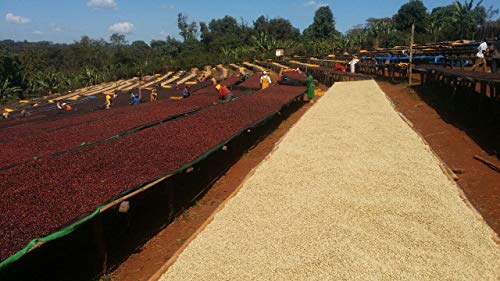 Café en Grano Ethiopian Guji Tostado Ligero-Medio 3x12oz miniatura 3