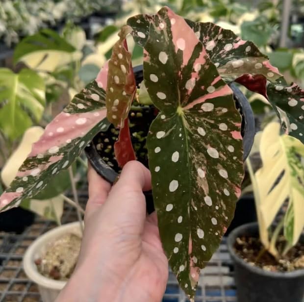 Amazon.com : Rare Begonia Maculata Pink Variegated, Live Indoor