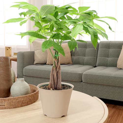 Image of LV64 Live Braided Money Tree Pachira Aquatica Indoor Houseplant in Arcadia Garden Product's Branded Plastic Pot, Tropical Plant Collector Gift for Home and Garden Decor, 6-inch, Tan