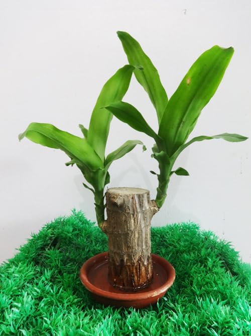 Plantopia Lucky Brazil Wood Potted Plant, Healthy Indoor Live Lucky Brazilian Wood Plant for Living Room, Feng Shui Plant (Pot Not Included), PP_114 (B0DHQMVPLC) Amazon Price History, Amazon Price Tracker
