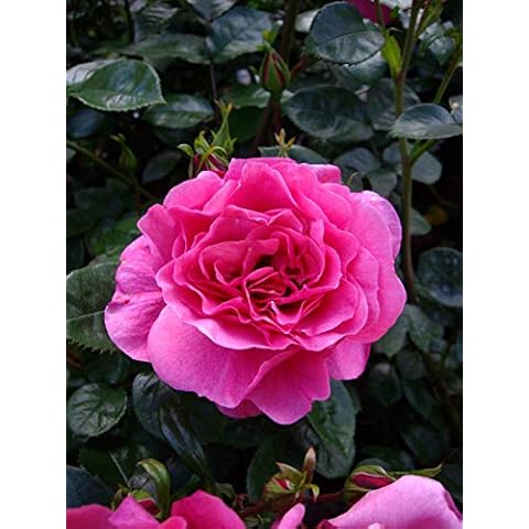 Rose Fabulous at 50- Giftaplant ® 50th Birthday,Gifts for Him Or Her,Sister,Brother,50th Birthday Gifts Cover