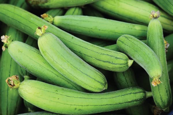 Audbhidhi Vegetable Seeds | Gourd Seeds | Sponge Guard Seeds F1 Hybrid Summer Seasons For Home Gardening pack of 20 ( long) seeds (B0BC8PDX88) Amazon Price History, Amazon Price Tracker