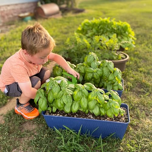 Laços plantáveis ecológicos para presentes - Margaridas - 2 arcos vermelhos para presente com 90 cm