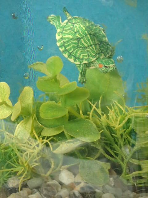 Amazon.co.jp: 一品のみ 水中ジオラマ ミドリガメ 奇譚クラブ