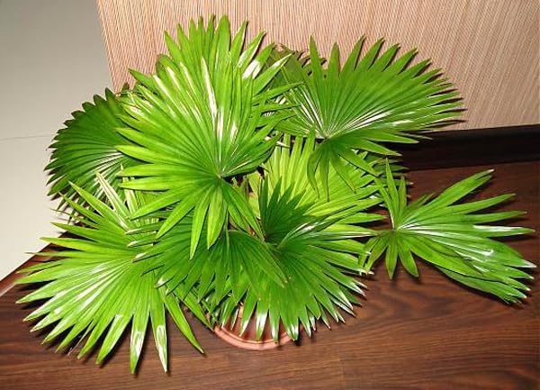 Seeds Livistona Palm Perennial Tree