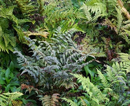 South Eastern HorticulturalHardy Ferns Mix Perennial Large Plug Plants Special Collection Pack x6