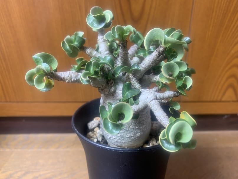 Amazon.co.jp: アデニウム ドーセットホーン 塊根植物 獅子葉 巻