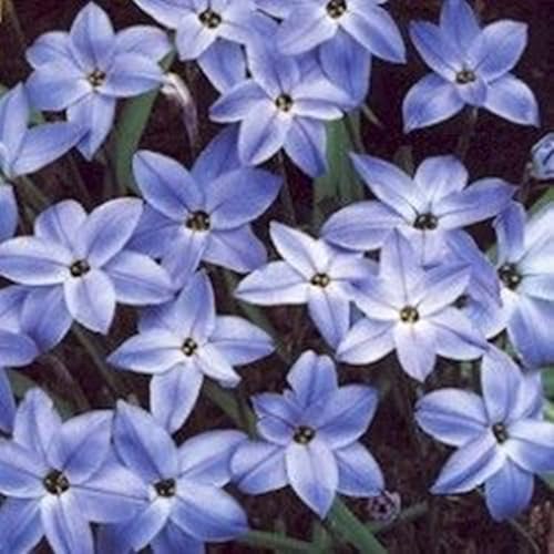 Lampadine Profumate,Bulbi Di Giglio Di Pioggia,Fiori Decorativi,Naturale, Salutare,Purificazione Dell'Aria,Lungo Periodo Di Fioritura-5 Bulbi-D