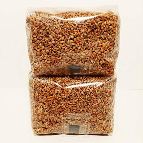 10 best grain spawn bags Hujaifa