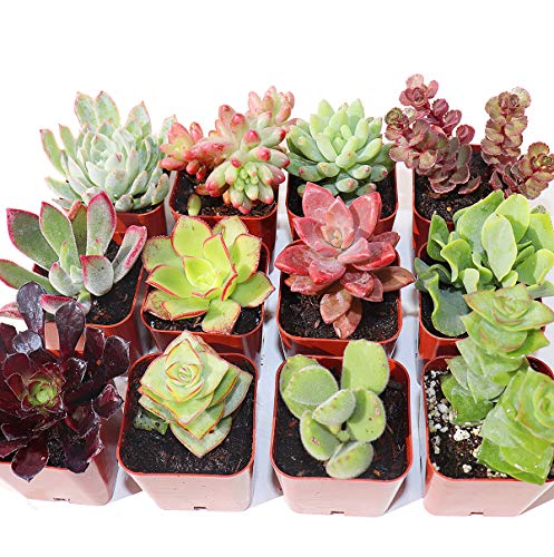 Succulent Plants 12-Pack, Fully Rooted in Planter Pots with Soil - Real Live Potted Succulents,Hand Selected Variety Pack of Mini Succulents (12 Pack)