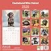 Wirehaired Dachshund 2026 Calendar | Square MONDAY START Wall Calendar | Dog Breed Gift | Plastic Free Packaging | by Avonside Publishing