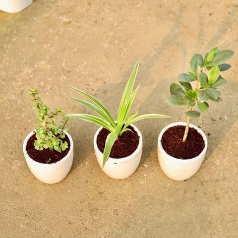 Best Nursery Set of 3 - Jade, Spider & Ficus Long Island in 4 Inch Plant Classy White Cup Ceramic Pot-image-33