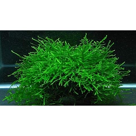 Java Moss Live Aquarium Beginner Plant Tank Planted Golf Ball Size Portion Cover