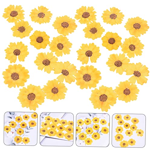 Flores secas prensadas Margarita 72 unidades para manualidades miniatura 3