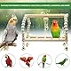 Jortmrd 8-Teiliges Vogelspielzeug, Sittichspielzeug, Papageienschaukel, Vögel Holzleiter Spielzeug, Vogelkäfig-Zubehör aus Holz, Vogelschaukel Glocken Kauspielzeug für Sittiche, Kleine Haustiere