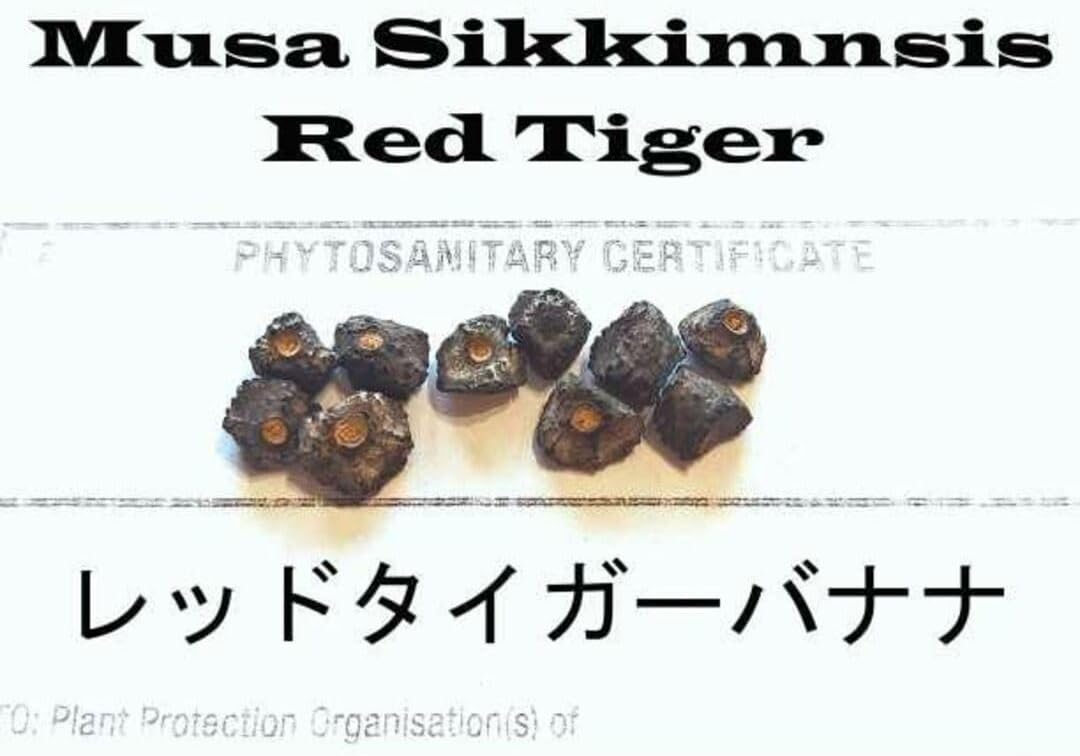 送料無料 入手困難 激レア ユーフォルビア 飛竜 カタチ製作所 バレル 超良個体 送料無料 激レア ユーフォルビア 飛竜 カタチ製作所 バレル