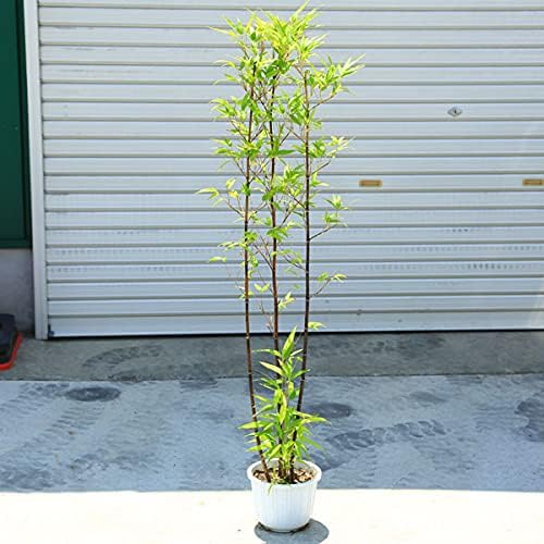 Amazon 庭木 黒竹 くろちく 樹高 60cm 佐川急便 植木 Amazon 庭木 黒竹 くろちく 樹高 60cm 佐川急便 植木
