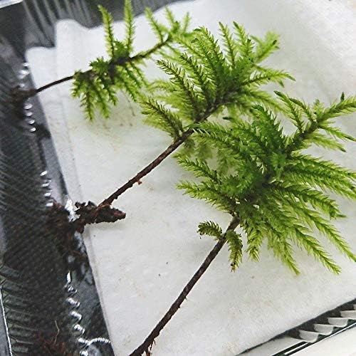Amazon 苔の王様 天然コウヤノマンネングサ3本 新芽が付いた地下茎も付けます コケリウム の特大存在感 天然採れたて 金曜締切 土日採取 月曜日発送 花 観葉植物 フラワーギフト オンライン通販