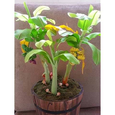 SeedsUA Musa Velutina Banana Seeds Cover