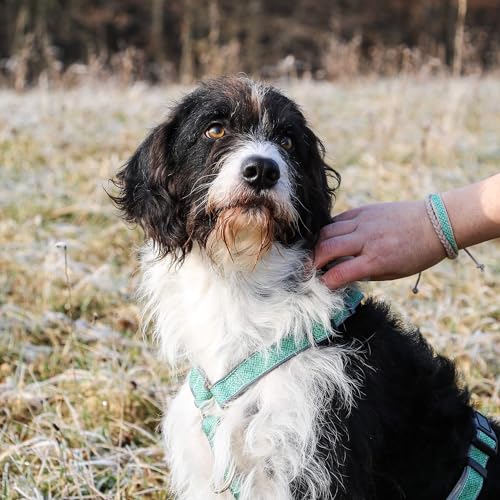 Pettsie No-Pull Hundegeschirr, reflektierend, 4 verstellbare Riemen, einfache Kontrolle mit 2 Leinenclips, passendes Freundschaftsarmband, weicher Hanf für empfindliche Haut, L, Türkis