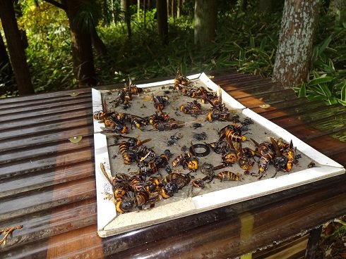 スズメバチ捕獲器（2段式）×11個セット　養蜂 捕殺器 Amazon.co.jp: AK-11 スズメバチ捕殺器 : 産業・研究開発用品