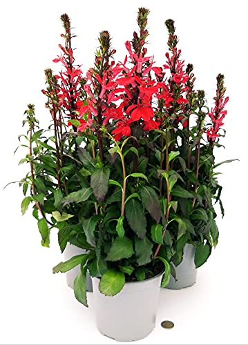 POWERS TO FLOWERS - LOBELIA SPECIOSA ROSSA, 3 PIANTE, piante vere