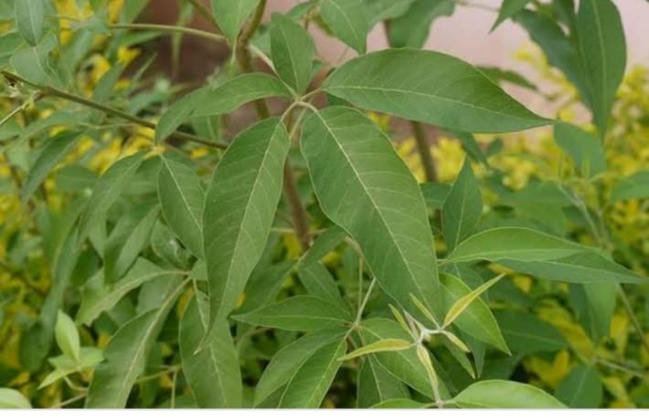 Vitex negundo, Nirgundi - Healthy Plant Stem Cuttings / Nochi Plant Stem Cuttings - 2 Nos. (B0B59KPGQW) Amazon Price History, Amazon Price Tracker