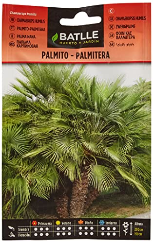 Palmito Palmitera-Chamaerops humilis