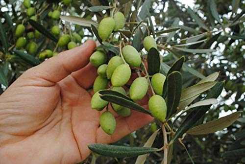 PACK SEMILLAS ECOLÓGICAS ÁRBOLES FRUTALES DE MÁXIMA CALIDAD Y PRODUCTIVOS