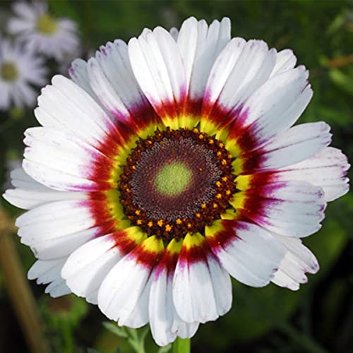 Welldales 50 Giant Cape Wild Daisy Flower Seeds to Grow 60cm Colourful Plants Zulu Prince