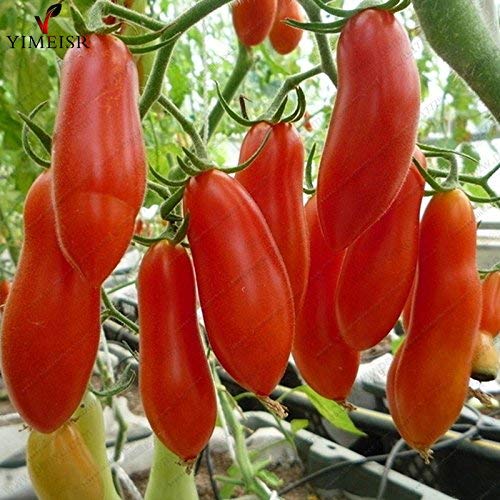 Golden Hills Farm Tomato seeds Chinese Red bananas tomatoes Vegetable seeds H/G 100 seeds (B07N7MT5R6) Amazon Price History, Amazon Price Tracker