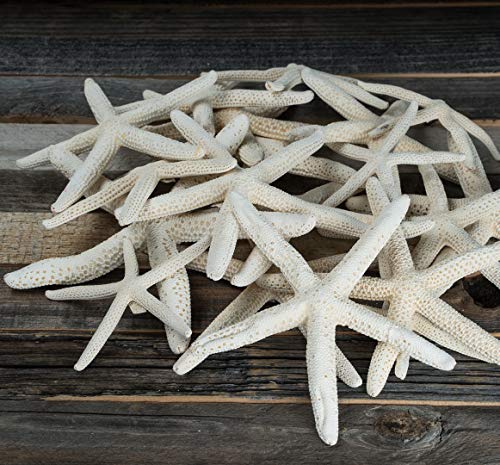 Starfish Decor - Star Fish for Craft - 30pk Uniquely Shaped 2-5