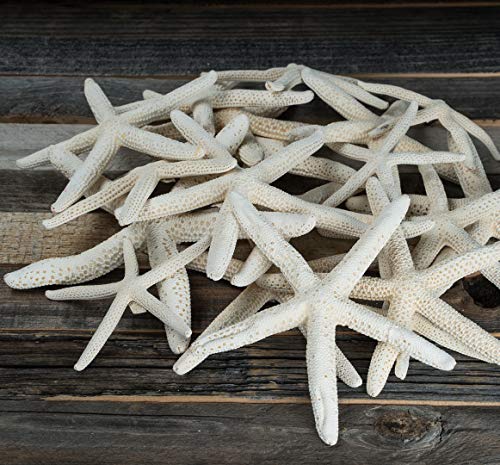 Finger Starfish - White Uniquely Shaped Assortment 2' to 5' - 15 Pieces - Craft Starfish - Imperfect Starfish for Craft and Decoration - Plus Free Nautical eBook by Joseph Rains