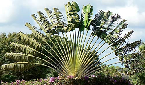 Ravenala madagascariensis 20 Samen - Baum der Reisenden - Bananensamen-