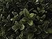 Silk Tree Warehouse One 2 Foot Outdoor Artificial Boxwood Ball Topiary Bush Potted UV Rated Plant by Bagari
