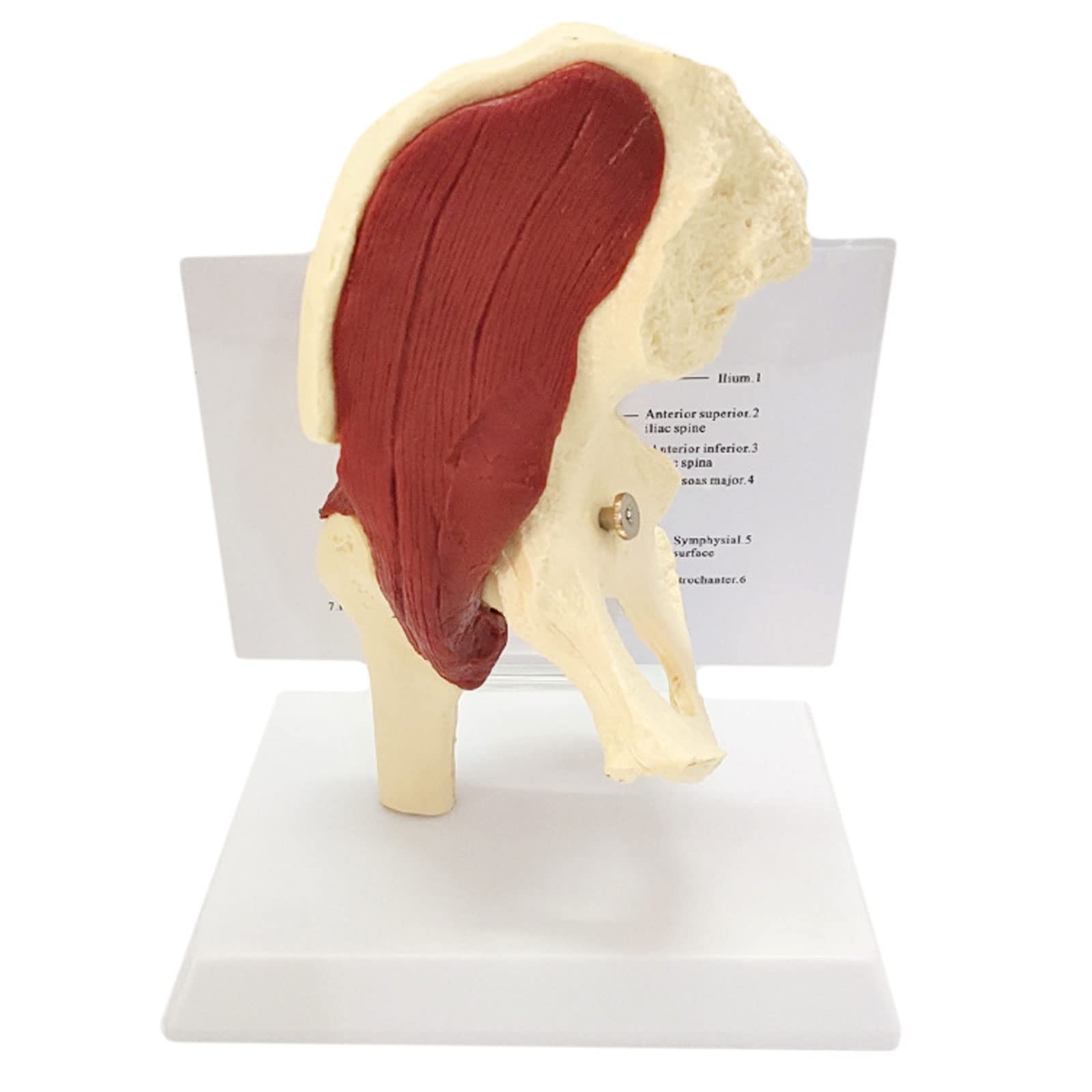 KJMWXOP Hip Joint Muscles Model with Functional Ligaments And Removable Base for Anatomy Art Decor Doctors Office Educational Tool Anatomicals